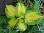 Hosta Island Breeze