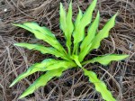 Hosta Lemon Zinger
