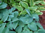 Hosta Little Blue-001