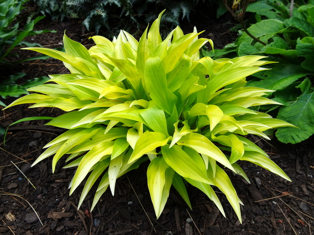 Hosta Munchkin Fire-001