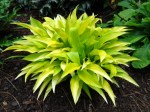 Hosta Munchkin Fire-001