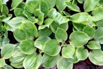 Hosta ‘One-trip Salad Bar’ Green&nbsp;Hill