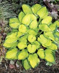 Hosta ‘Rainforest Sunrise’