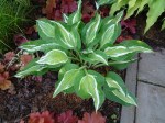 Hosta Snake Eyes