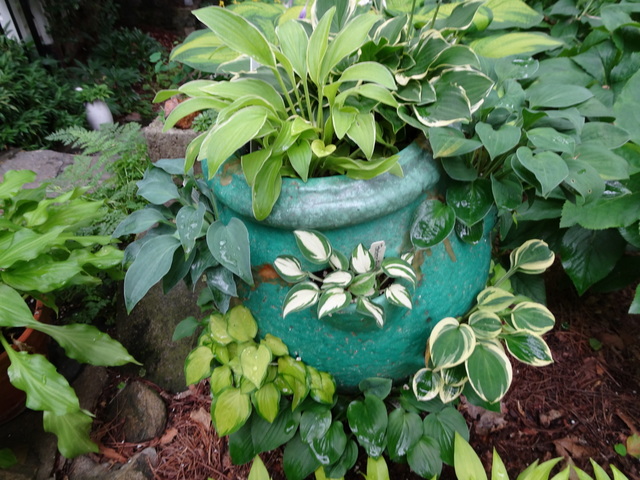 Mini Hostas Strawberry Pot