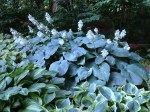 Hosta Blue Angel, Hosta tokudama Flavocircinalis, Hosta Striptease 6-27-2017&nbsp;4-21-002