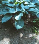 Hosta Blue Angel with&nbsp;girls