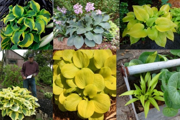 hosta-pictures-and-names-list