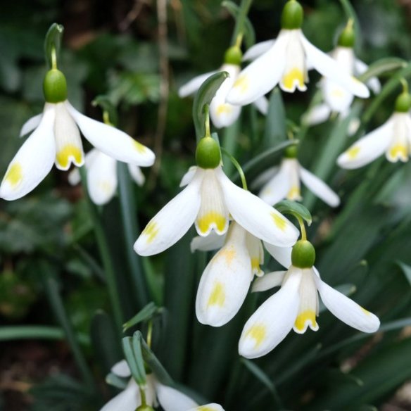 snowdrops in the US | CAROLYN