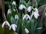 Galanthus Elfenkind Repnow