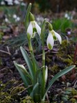 Galanthus Joe Spotted&nbsp;Repnow