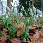 Galanthus ‘Lord Lieutenant’