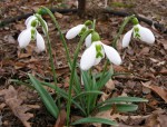 Galanthus plicatus ‘Lord Lieutenant’