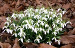 Galanthus nivalis