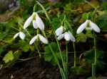 Galanthus Peter Gatehouse&nbsp;Repnow