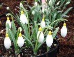 Galanthus ‘Treasure Island’