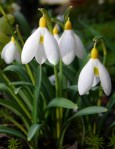 Galanthus Treasure Island&nbsp;Repnow