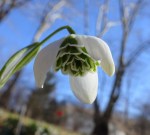 Galanthus ‘White Swan’-002