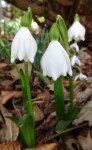 Leucojum Null Punkte-001