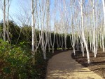 Anglesey Abbey Birches