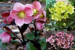 2021 Hellebores-001
