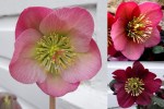 2025 Hellebores1