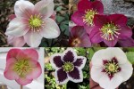 2025 Hellebores2