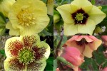 Hellebores 20184