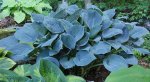 Hosta Blue Hawaii