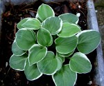 Hosta ‘Country Mouse’