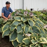 Hosta ‘Gigantosaurus’ Walters-001