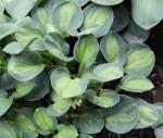 Hosta Our Mouse&nbsp;Solberg-001