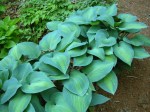 Hosta ‘Paradise Joyce’