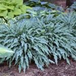 Hosta ‘Silly String’2&nbsp;Walters-001