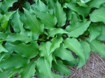 Hosta Surfer Girl