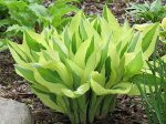 Hosta Yellow Polka Dot&nbsp;Bikini