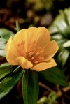 Eranthis Orange Glow&nbsp;Avon