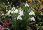 Galanthus B and B Duncan&nbsp;Repnow