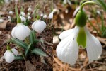 Galanthus Diggory