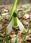 Galanthus ‘Modern Art’