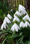 Galanthus ‘Poculi Perfect’&nbsp;Repnow