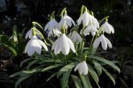Galanthus Poculi Perfect&nbsp;Repnow