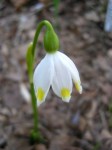 Leucojum vernum var.&nbsp;carpathicum