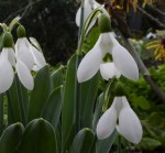 Galanthus B and B Duncan&nbsp;Repnow-001