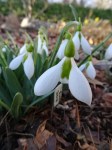 Galanthus Clare Blakeway-Phillips