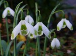 Galanthus Frank Lebsa&nbsp;Repnow-001