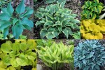 2025 Hostas3-001