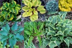 2025 Hostas3-002