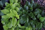 Hosta ‘Christine’s Joy’, ‘Appletini’ Solberg