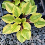 Hosta Stranded on a Sandbar & Lettuce&nbsp;Wrap